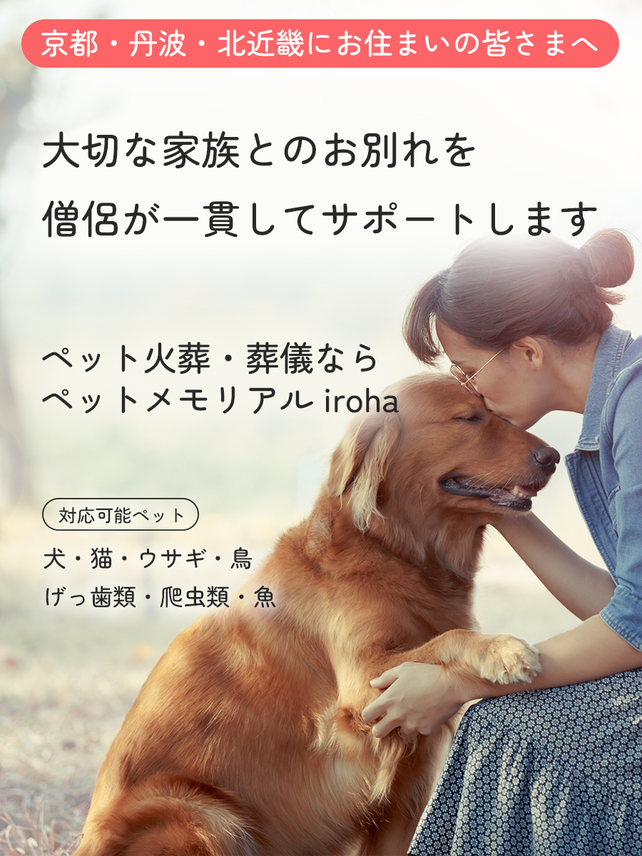 iroha_lp_top_sp_a_v1