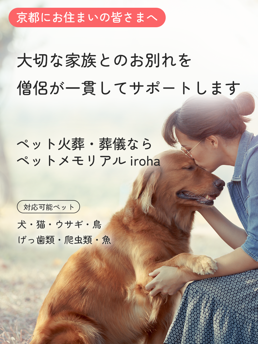 iroha_lp_top_sp_a_v2