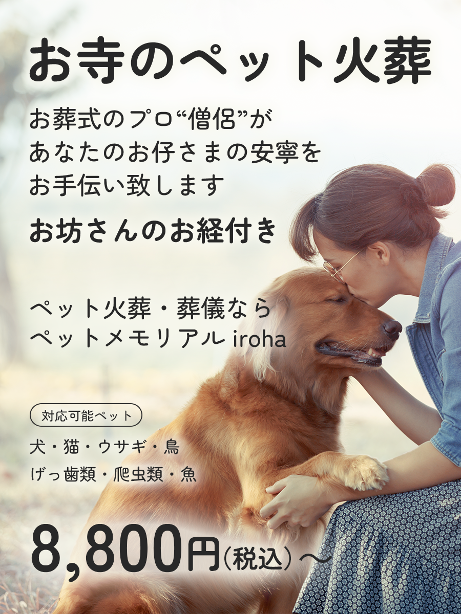 iroha_lp_top_sp_a_v3