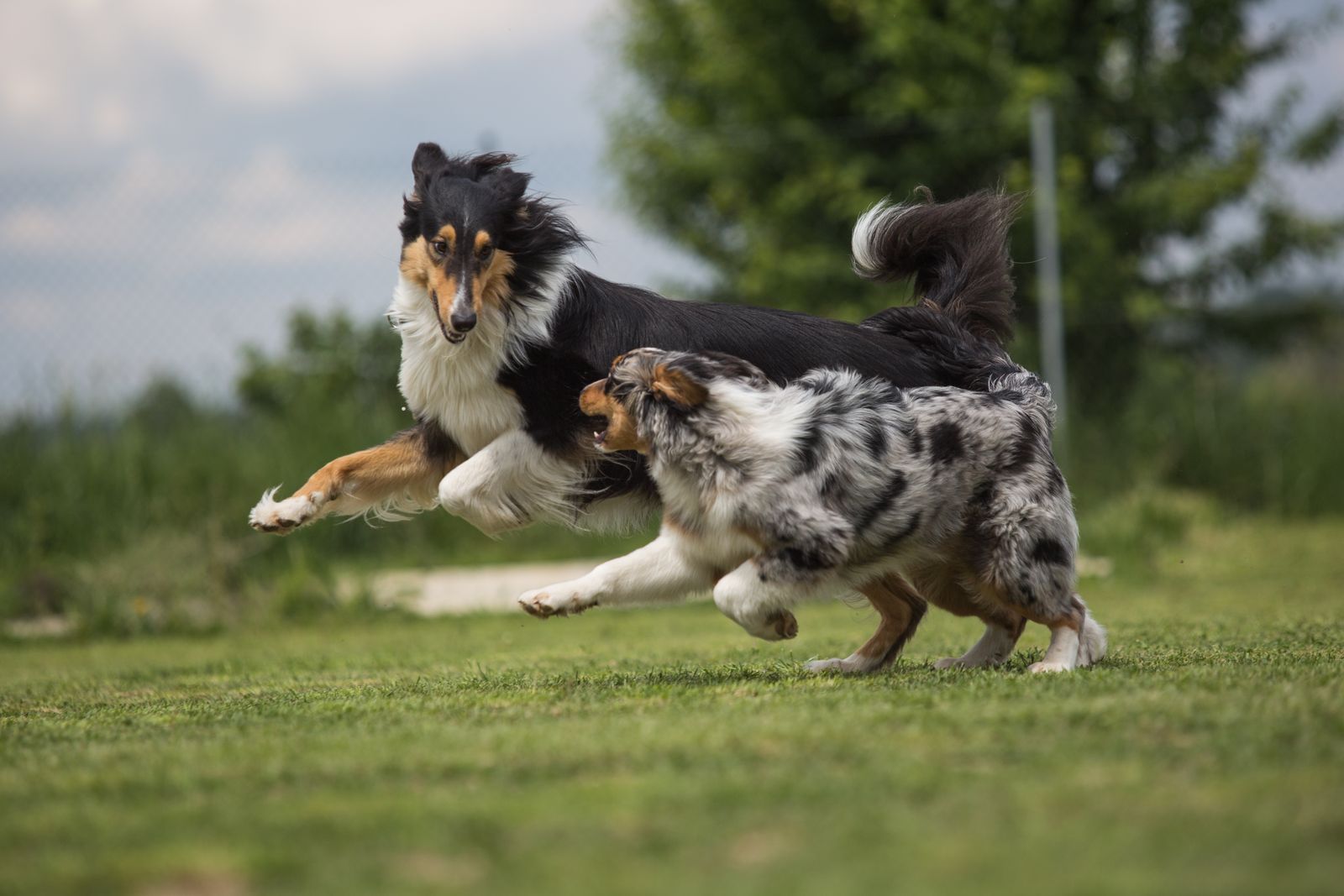 草原を元気に駆け回る2匹の犬